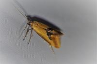 Batia lambdella