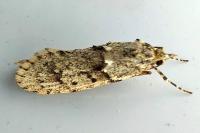 Diurnea fagella
