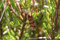 Olethreutes schulziana