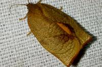Cacoecimorpha pronubana