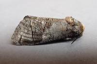 Cossus cossus