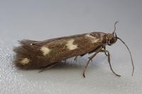 Scythris scopolella