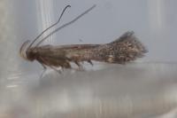 Aproaerema anthyllidella
