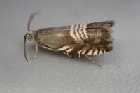 Grapholita compositella