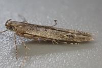 Batrachedra praeangusta