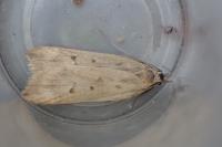 Dichomeris limosella