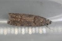 Teleiopsis