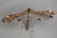 Capperia britanniodactyla