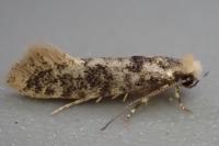 Infurcitinea albicomella