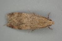 Pexicopia malvella