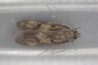 Borkhausenia fuscescens
