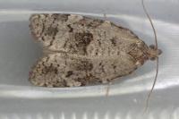 Dichelia histrionana
