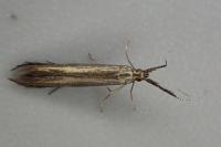 Coleophora mayrella