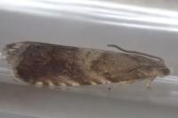Strophedra nitidana