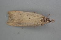 Dichomeris limosella