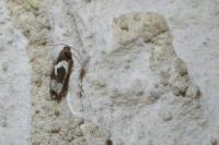Epiblema foenella