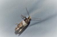 Recurvaria leucatella