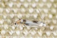 Phyllocnistis unipunctella