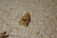 Clepsis consimilana