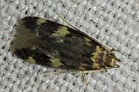 Oegoconia