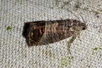 Cydia pomonella