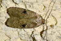 Agonopterix propinquella