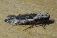 Carpatolechia decorella