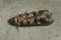 Bryotropha