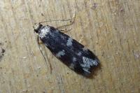 Oegoconia