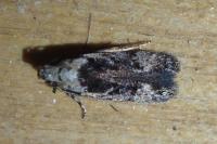 Carpatolechia decorella