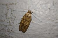 Hofmannophila pseudospretella