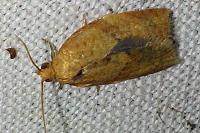 Clepsis consimilana