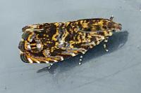 Enarmonia formosana