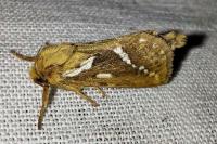 Korscheltellus lupulinus