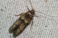 Blastobasis phycidella
