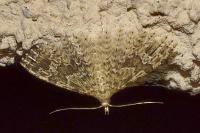 Alucita hexadactyla