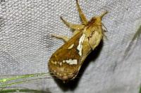 Korscheltellus lupulinus