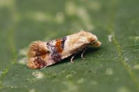 Diceratura infantana