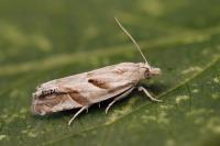 Eucosma pupillana