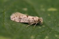 Eumasia parietariella
