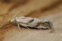 Eucosma pupillana