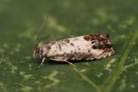 Pammene fasciana