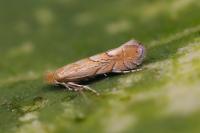 Phyllonorycter messaniella
