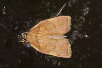Carcina quercana