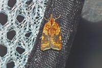 Acleris rhombana