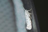 Yponomeuta