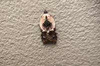 Acleris variegana