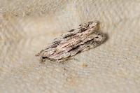 Anarsia innoxiella