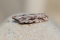 Anarsia innoxiella