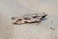 Anarsia innoxiella